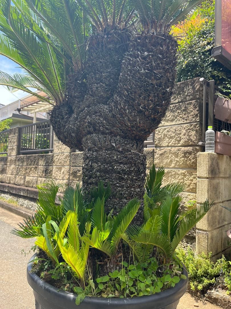 獅子ソテツ　多頭蘇鉄　サイカス 獅子蘇鉄