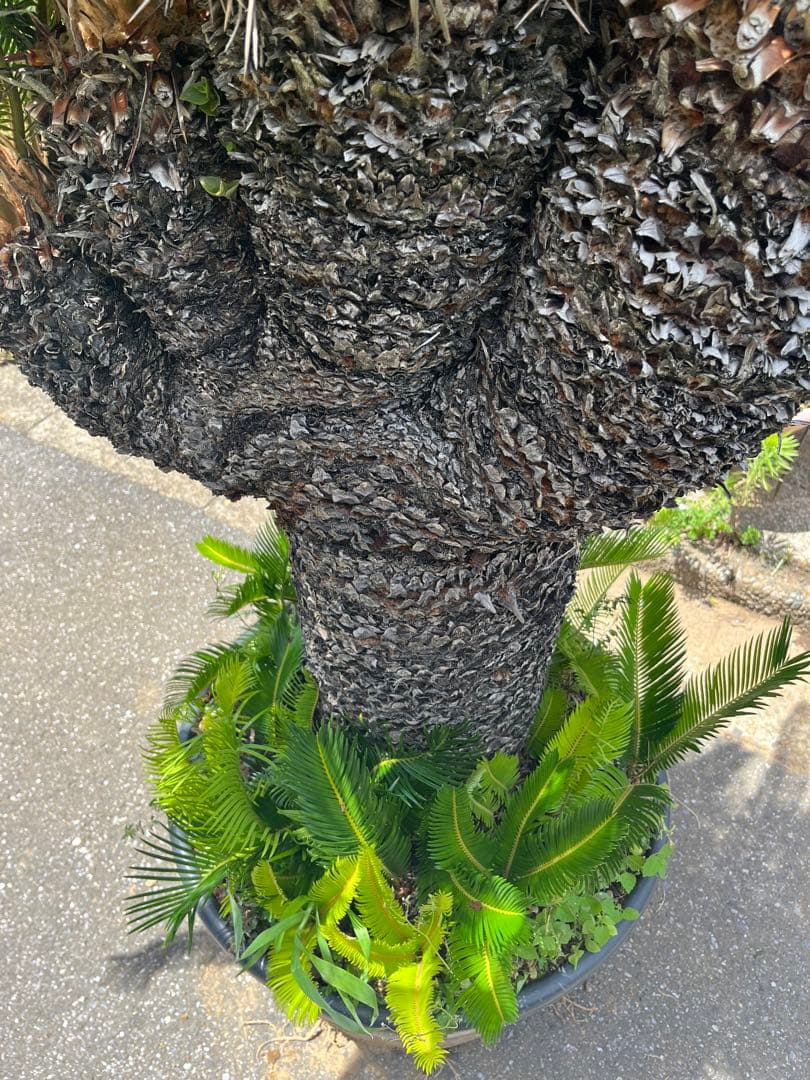 獅子ソテツ　多頭蘇鉄　サイカス 獅子蘇鉄