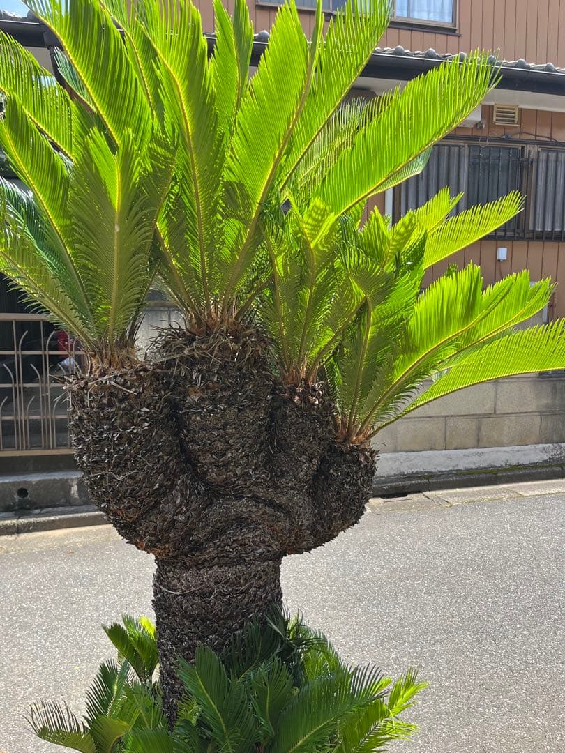 獅子ソテツ　多頭蘇鉄　サイカス 獅子蘇鉄