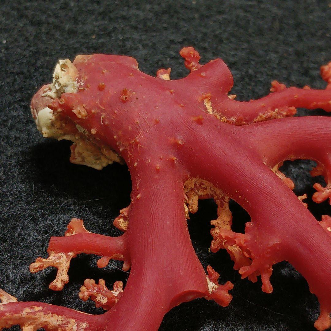 Y2678-2 国産赤珊瑚原木 血赤珊瑚 総重量49.8g 太軸