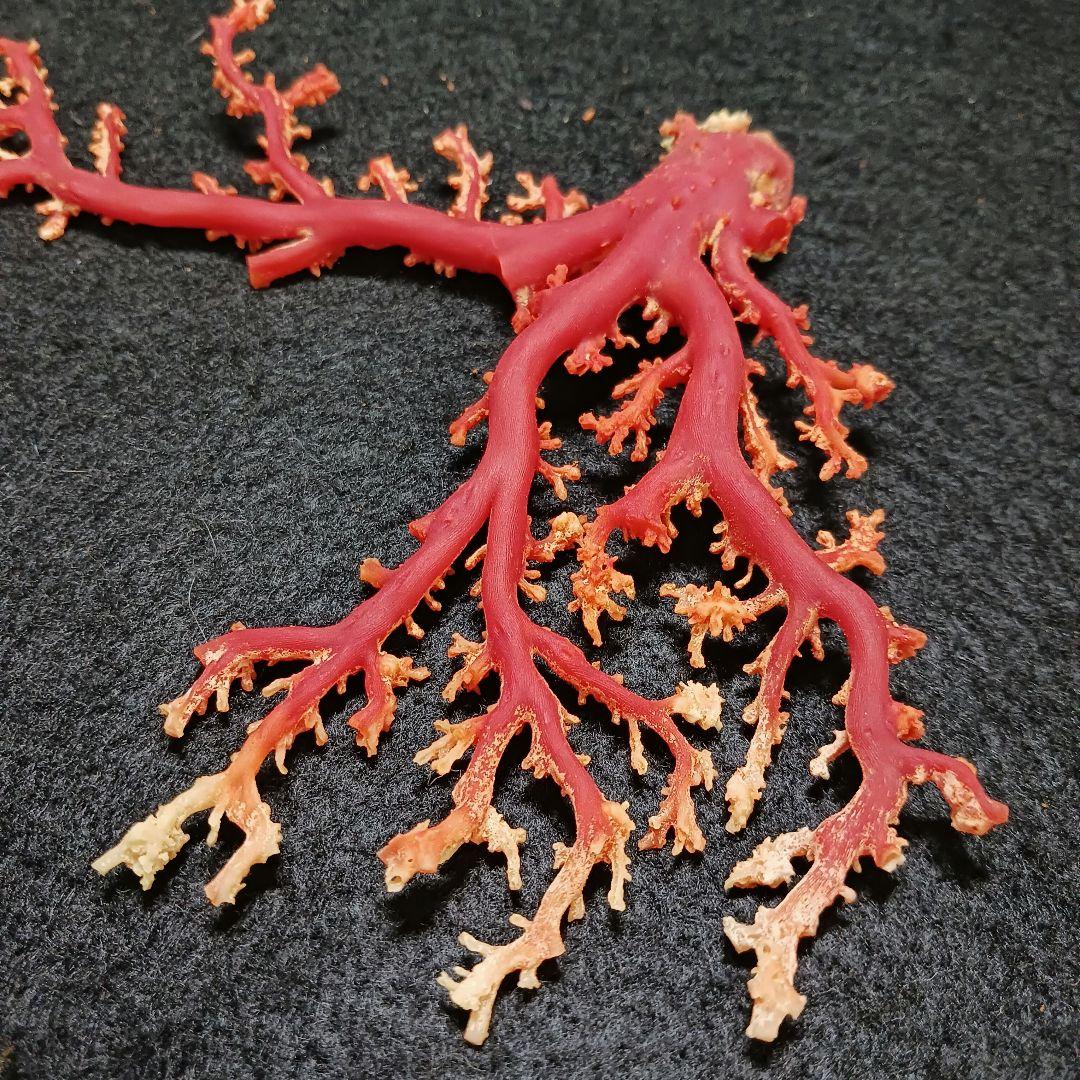 Y2678-2 国産赤珊瑚原木 血赤珊瑚 総重量49.8g 太軸