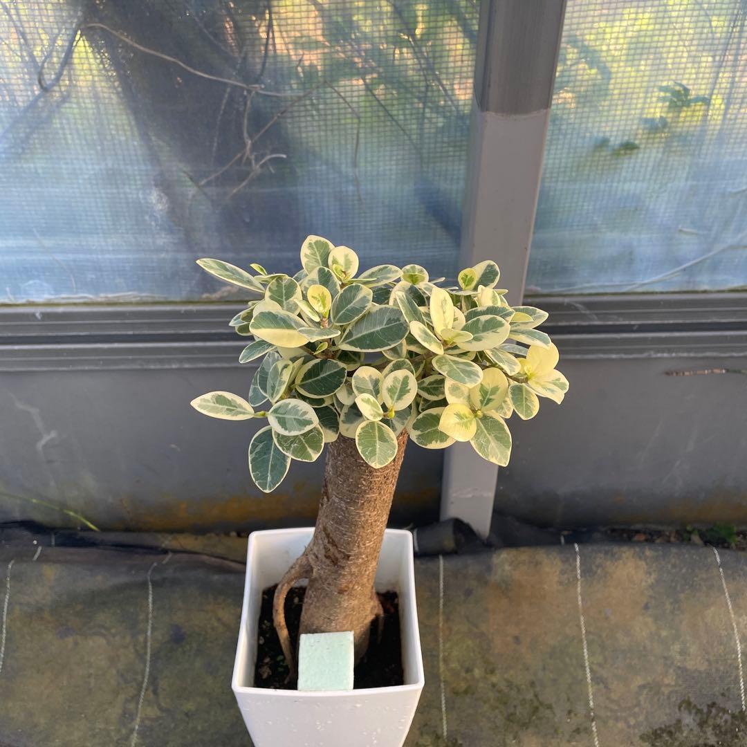 パンダガジュマル　斑入り　６号サイズ