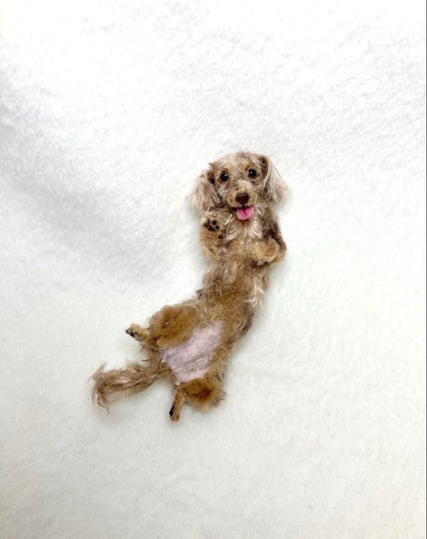 モールアート☆ミニダックスダップル☆へそてん