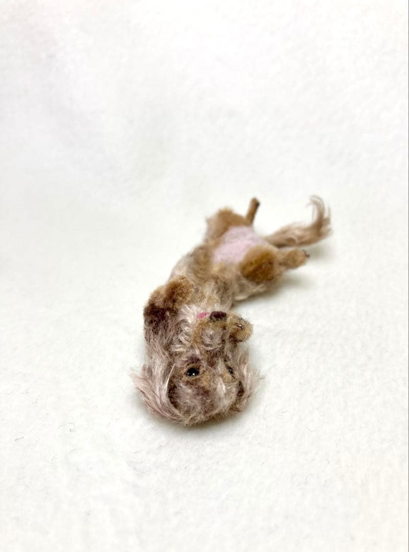 モールアート☆ミニダックスダップル☆へそてん