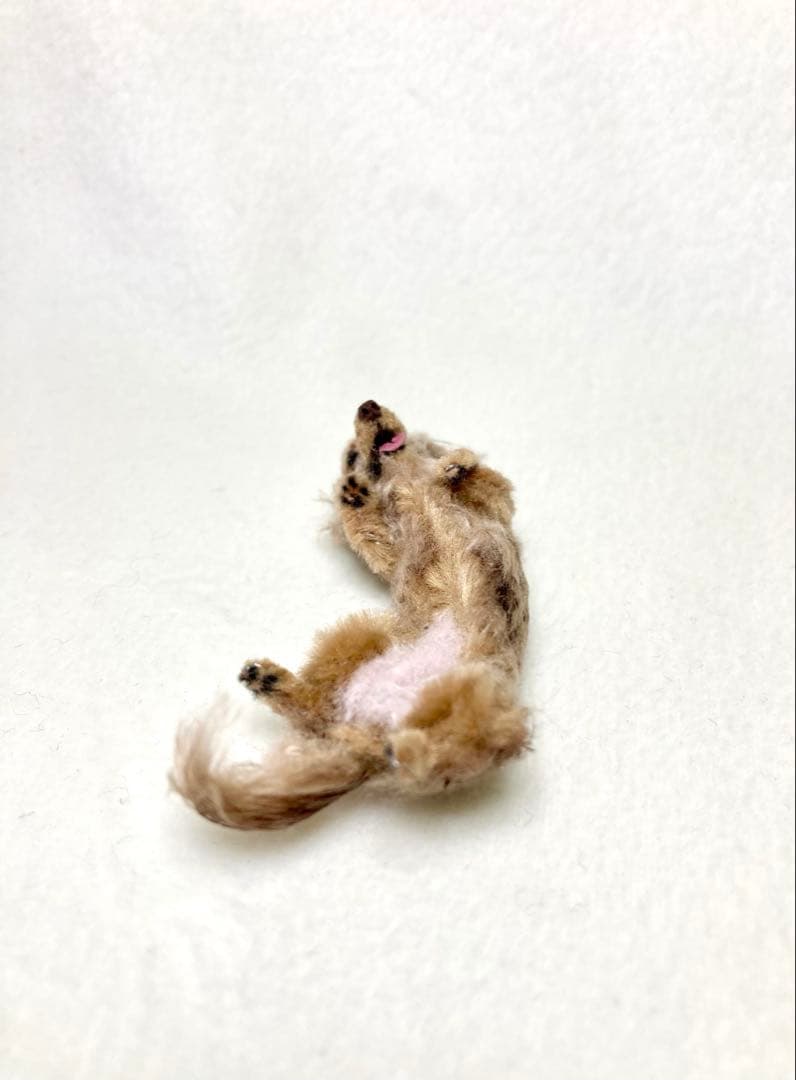 モールアート☆ミニダックスダップル☆へそてん