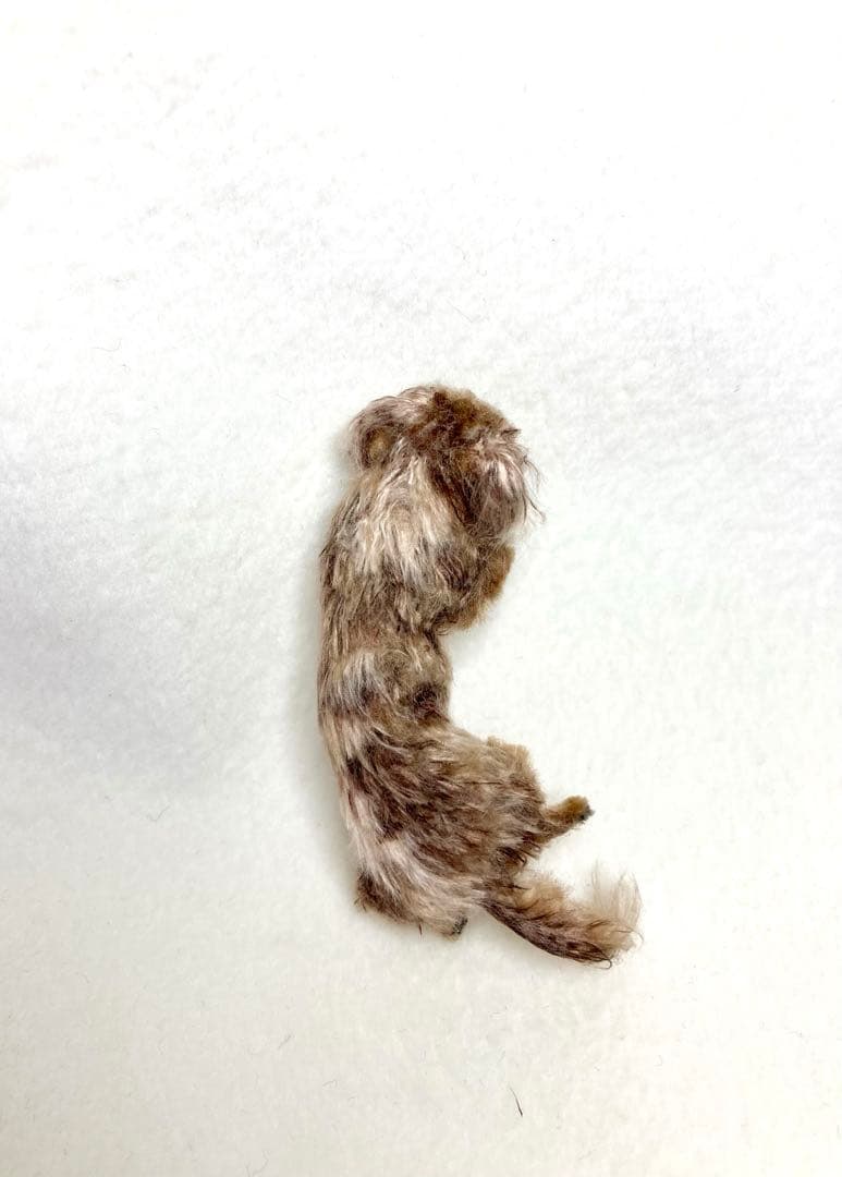 モールアート☆ミニダックスダップル☆へそてん