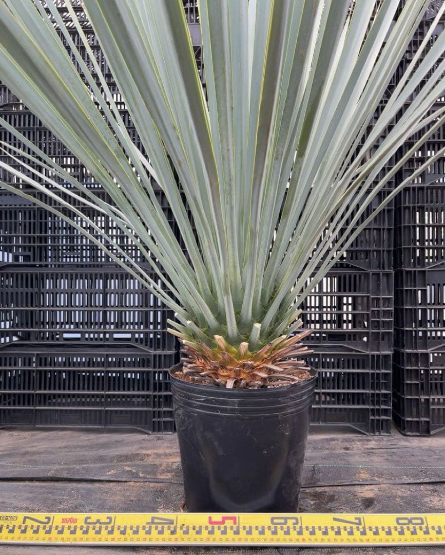 専用 ユッカ リギダ 極太 シルバーブルー - メルカリ