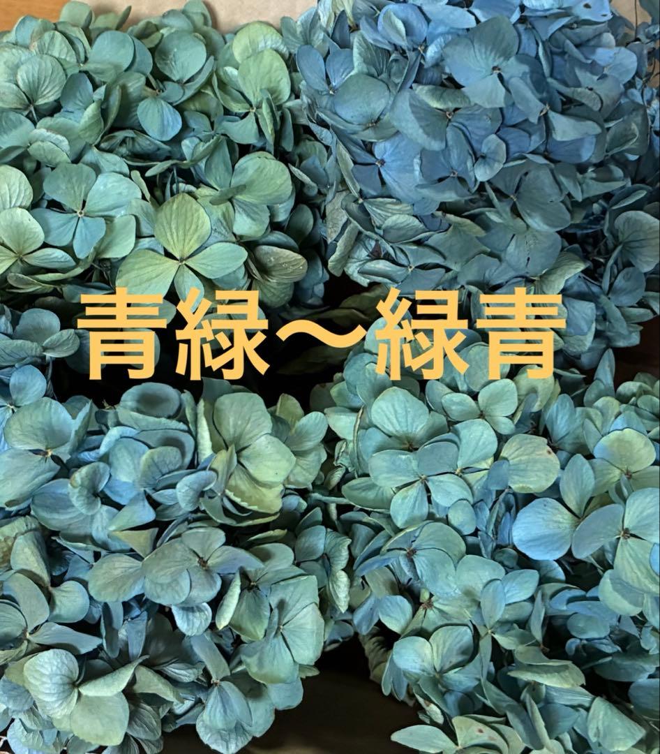 【オーダー専用】アジサイ ドライフラワー 第2期　青緑〜緑青〜黄緑〜紫〜ベージュ