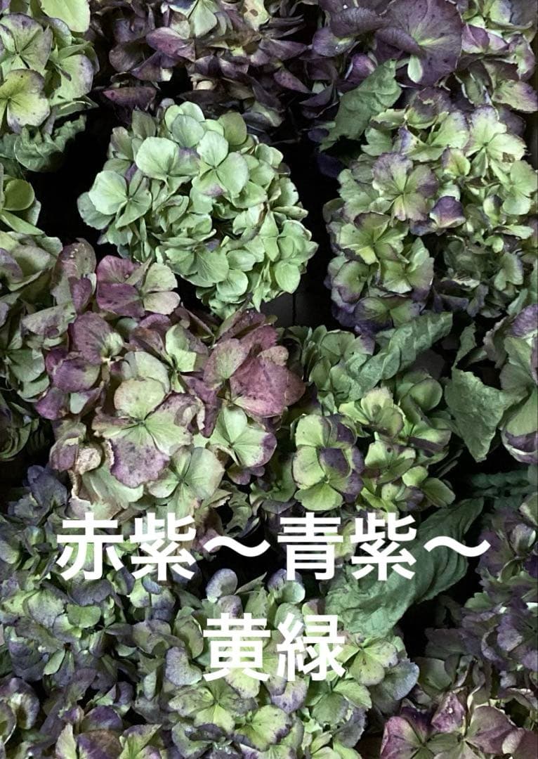 【オーダー専用】アジサイ ドライフラワー 第2期　青緑〜緑青〜黄緑〜紫〜ベージュ