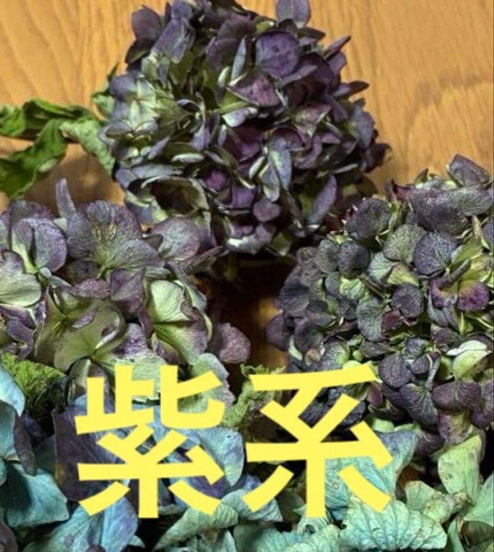 【オーダー専用】アジサイ ドライフラワー 第2期　青緑〜緑青〜黄緑〜紫〜ベージュ