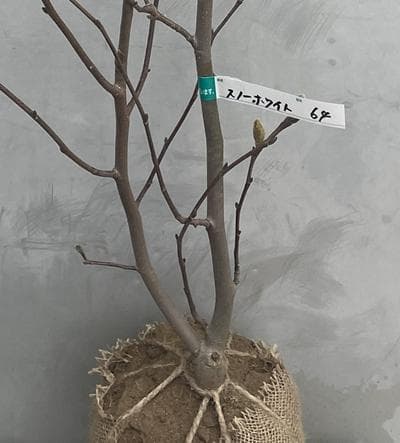 《現品》白モクレン　スノーホワイト　樹高0.9ｍ（根鉢含まず）64【庭木/苗木】