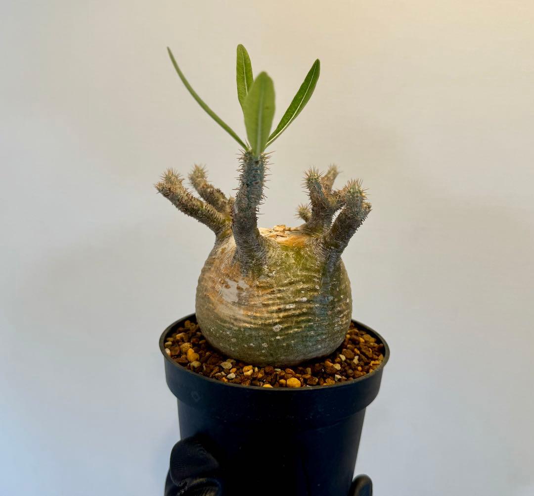 パキポディウム グラキリス2 まん丸 超良型 緑肌 現地球 発根済 送料