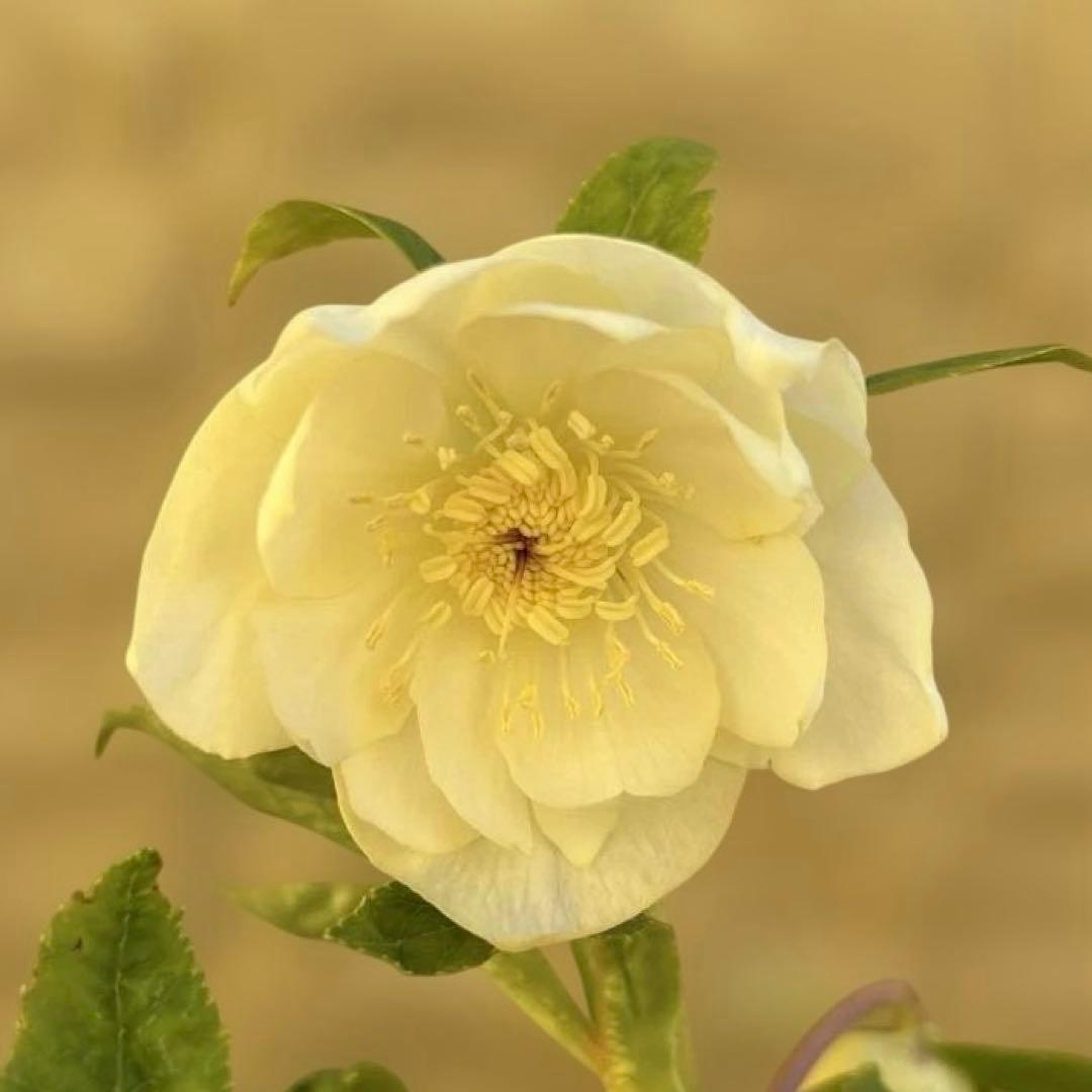 バ*カ様 加藤農園　認定かぐや姫　芳香性ホワイトゴールド開花株　匿名発送　現品