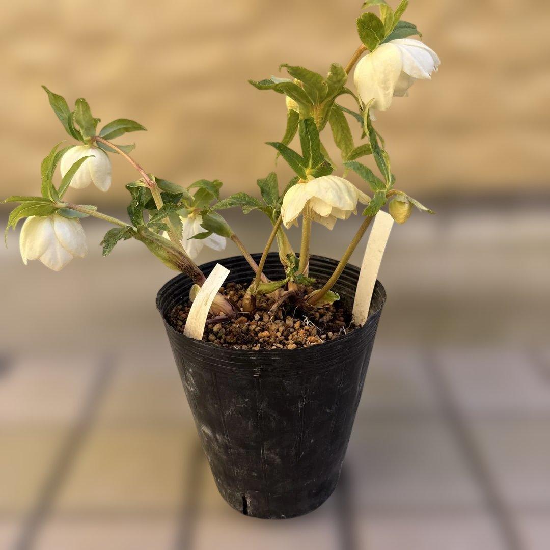 バ*カ様 加藤農園　認定かぐや姫　芳香性ホワイトゴールド開花株　匿名発送　現品