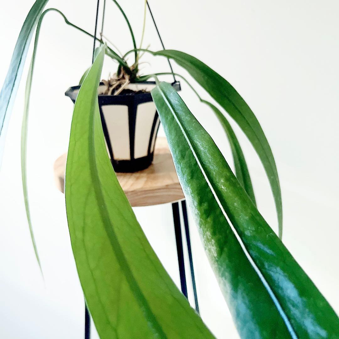 《希少》アンスリウム ビッタリフォリウム ハンギング 観葉植物 calmcafe