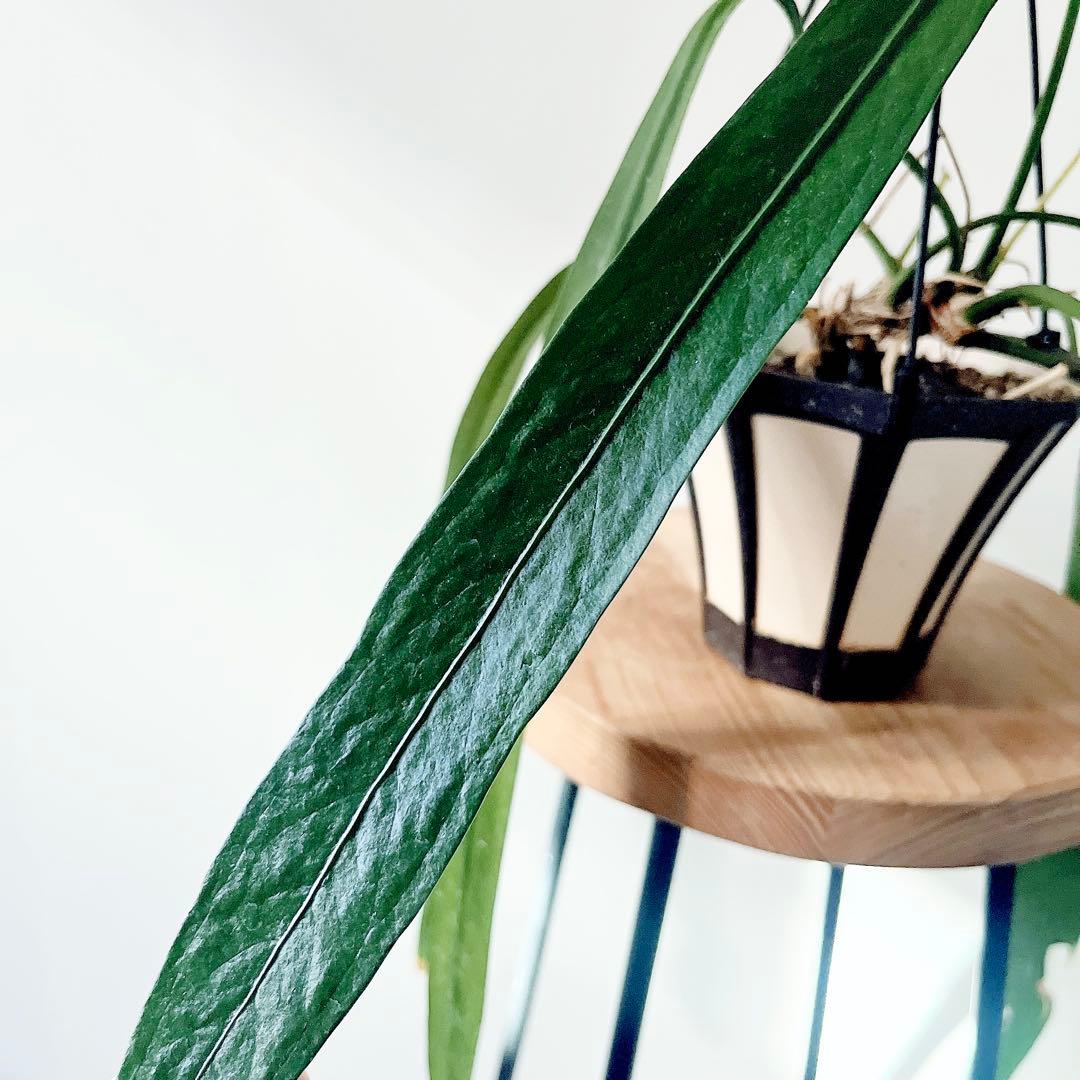 《希少》アンスリウム ビッタリフォリウム ハンギング 観葉植物 calmcafe