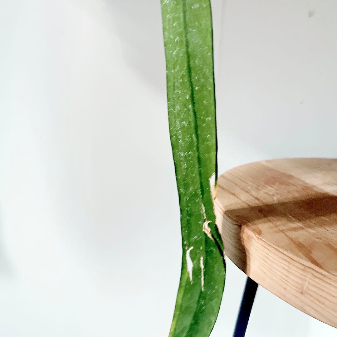 《希少》アンスリウム ビッタリフォリウム ハンギング 観葉植物 calmcafe