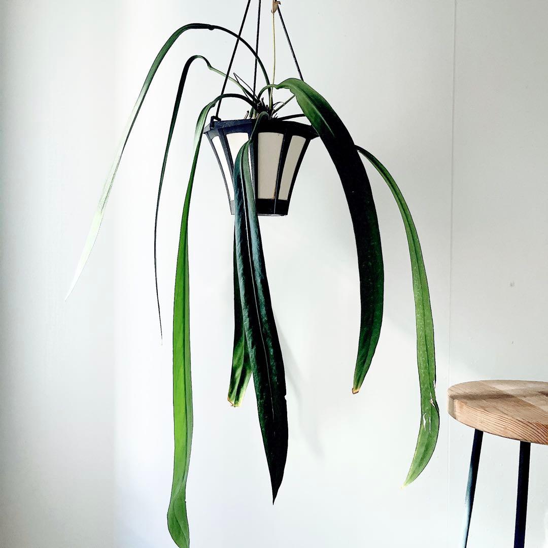 《希少》アンスリウム ビッタリフォリウム ハンギング 観葉植物 calmcafe