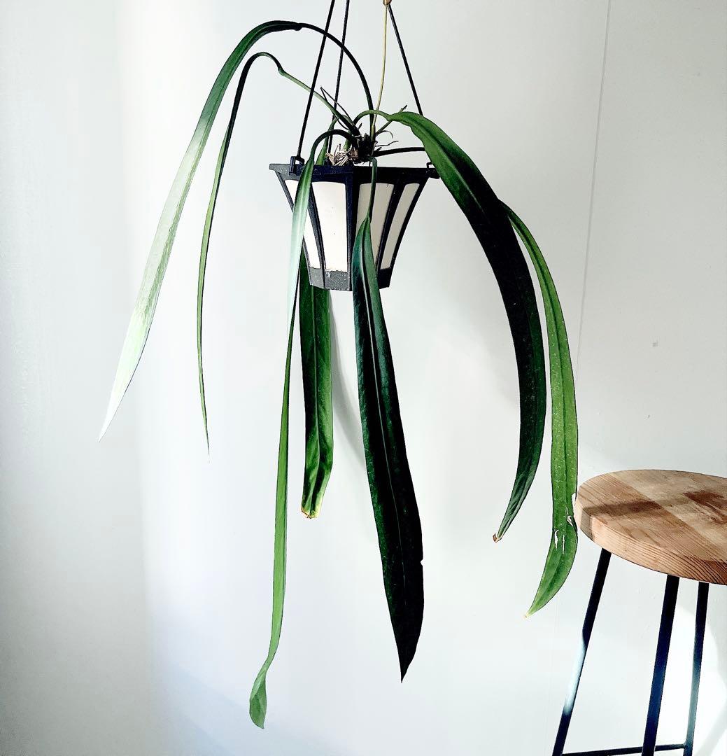 《希少》アンスリウム ビッタリフォリウム ハンギング 観葉植物 calmcafe