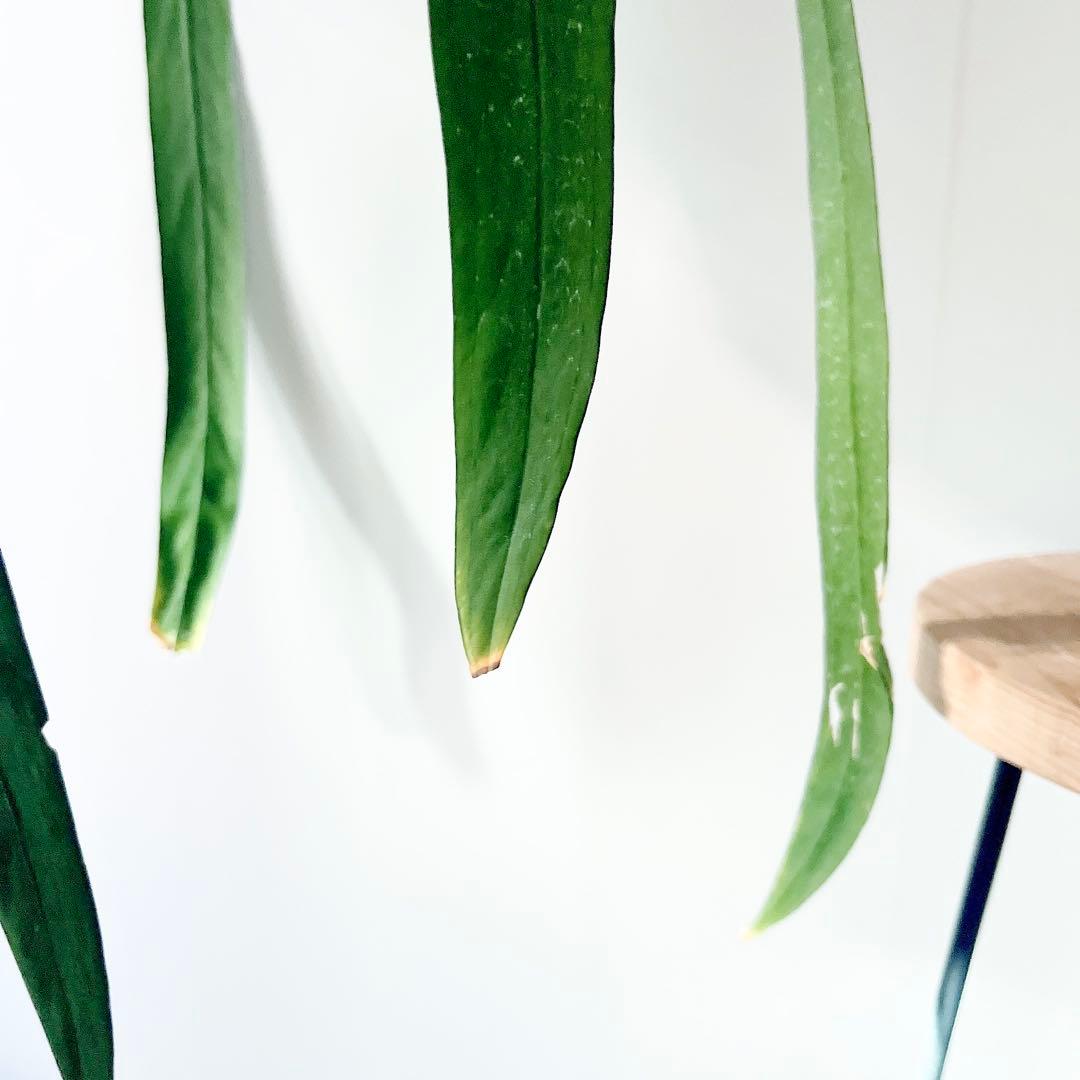 《希少》アンスリウム ビッタリフォリウム ハンギング 観葉植物 calmcafe