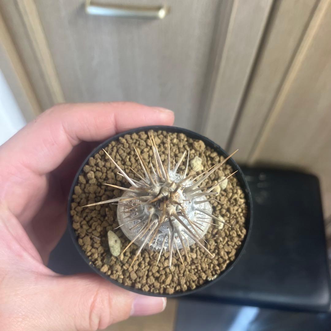 パキポディウム　レアリー 実生　塊根植物　コーデックス　グラキリス