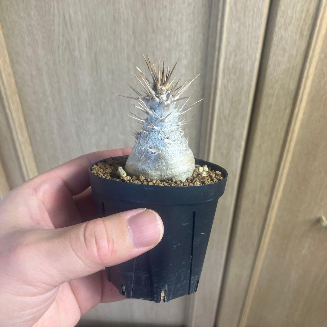 パキポディウム　レアリー 実生　塊根植物　コーデックス　グラキリス