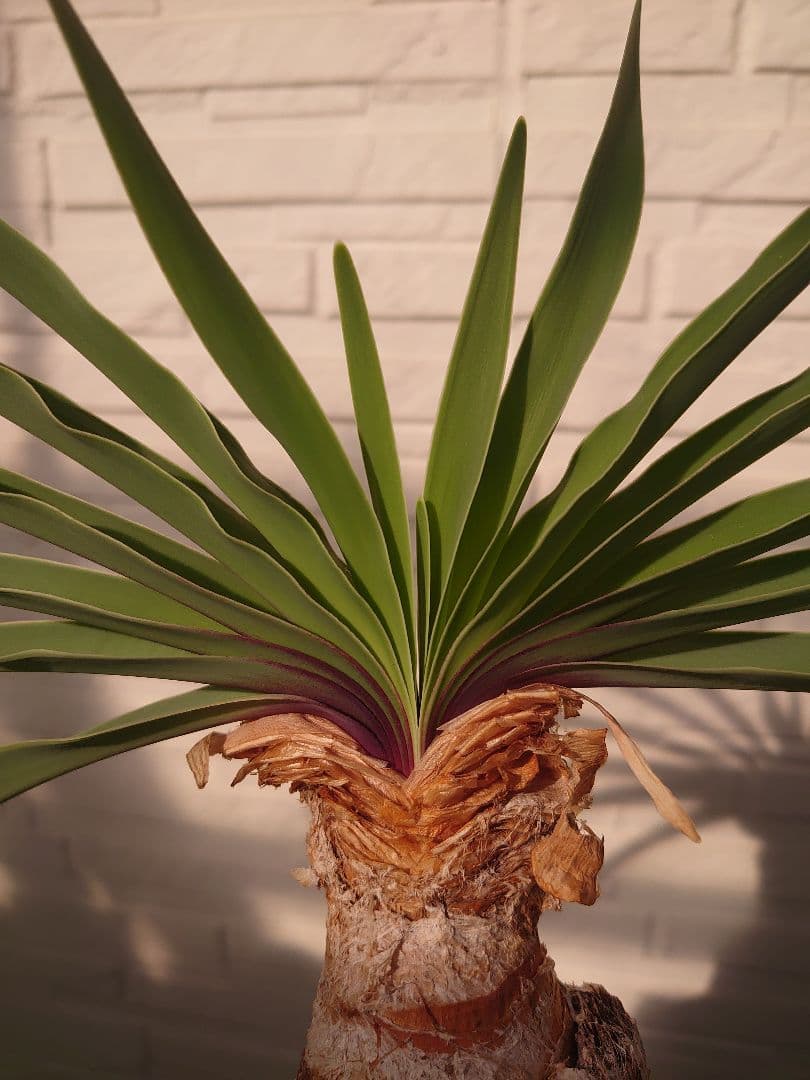 ブーファン ディスティチャ