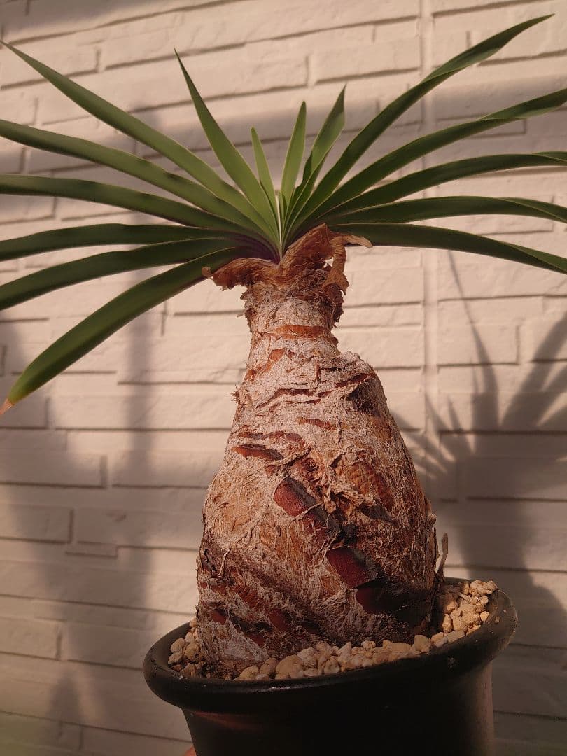 ブーファン ディスティチャ