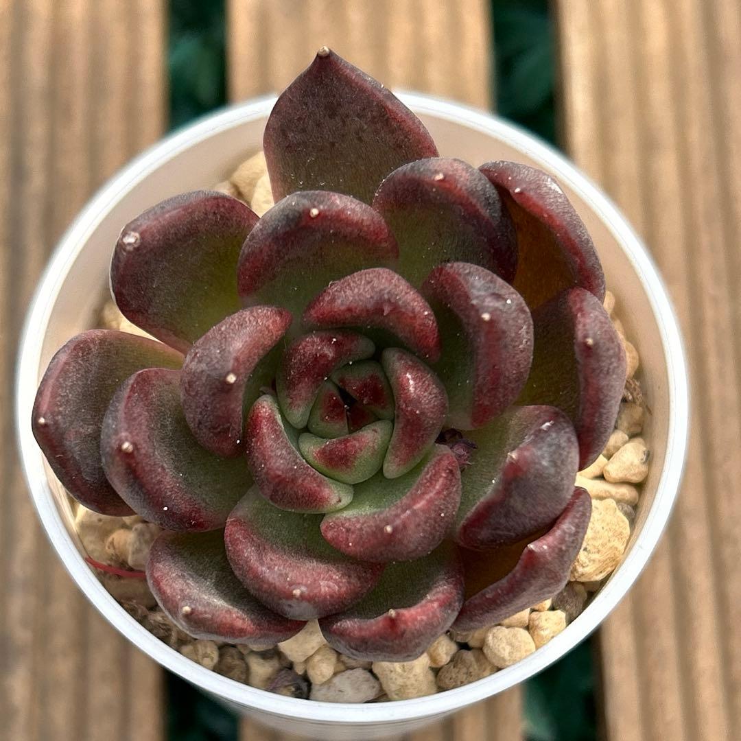 多肉植物 韓国苗 エケベリア ブラッククイーン① カット苗 - メルカリ