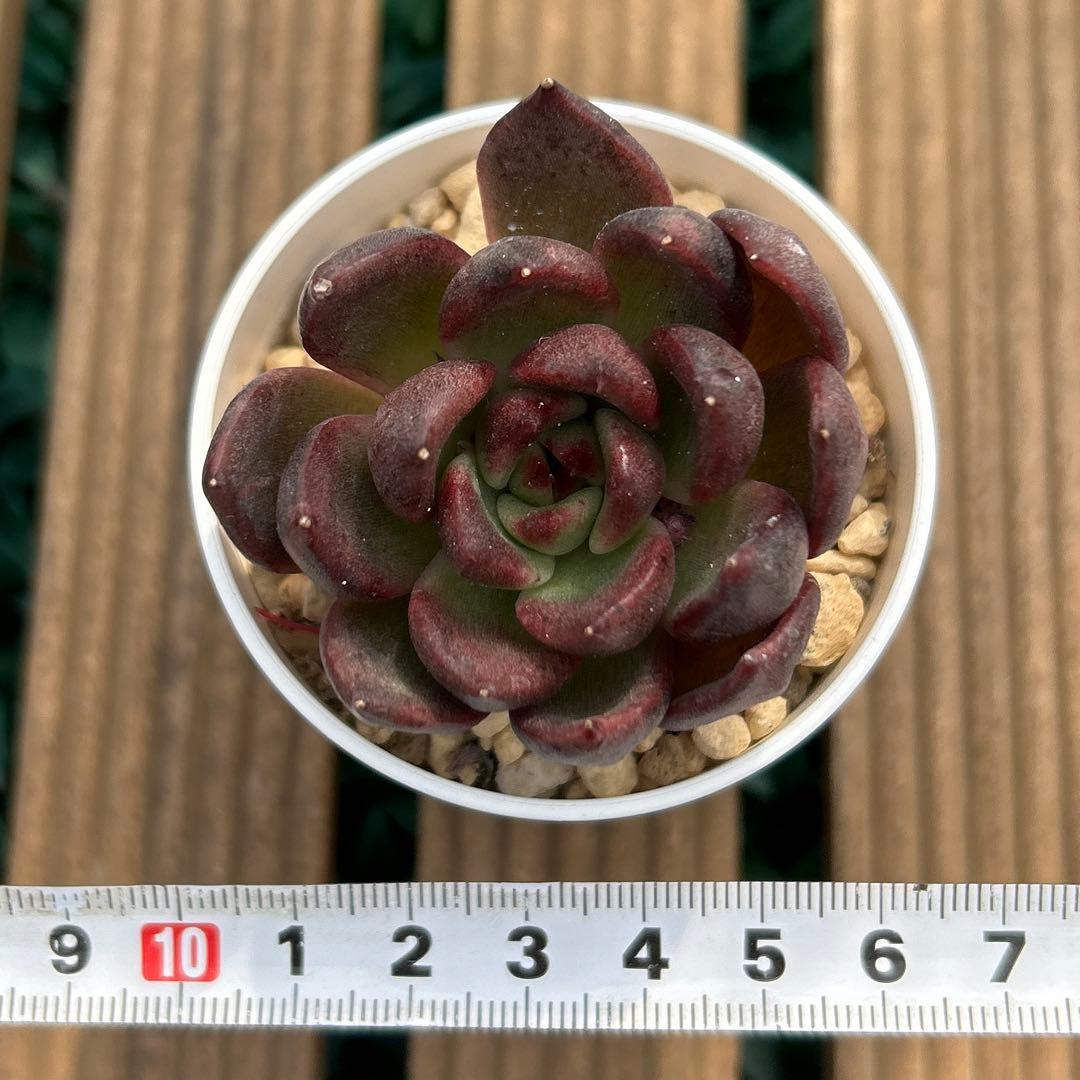 多肉植物 韓国苗 エケベリア ブラッククイーン① カット苗 - メルカリ