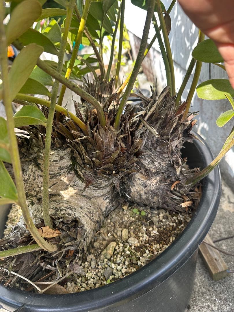 【貴重】Zamia pumila ザミアプミラ メキシコソテツ