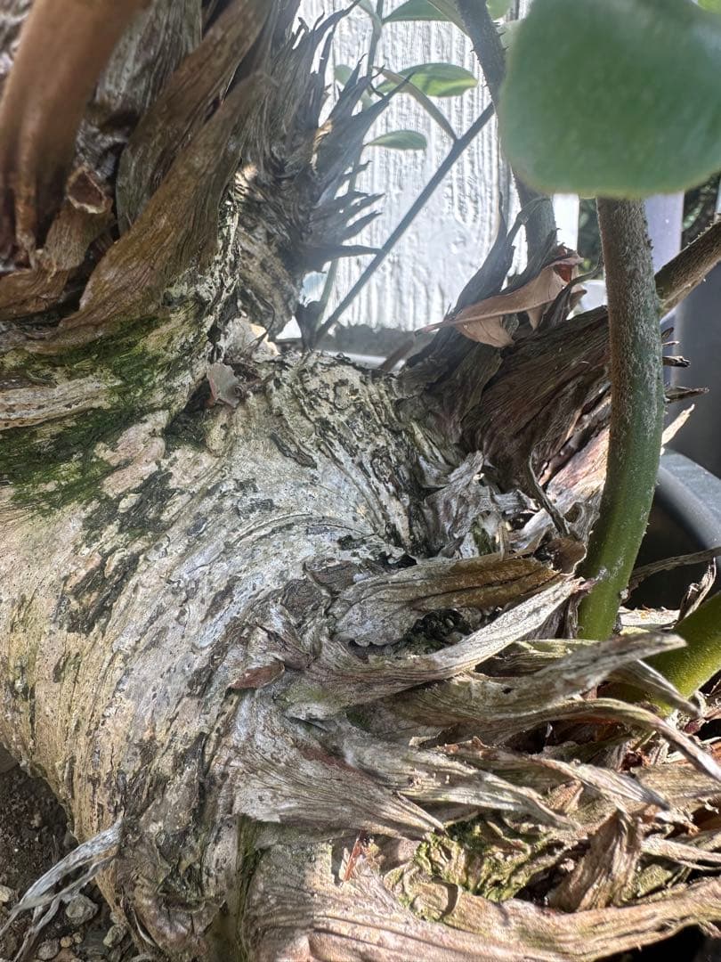 【貴重】Zamia pumila ザミアプミラ メキシコソテツ