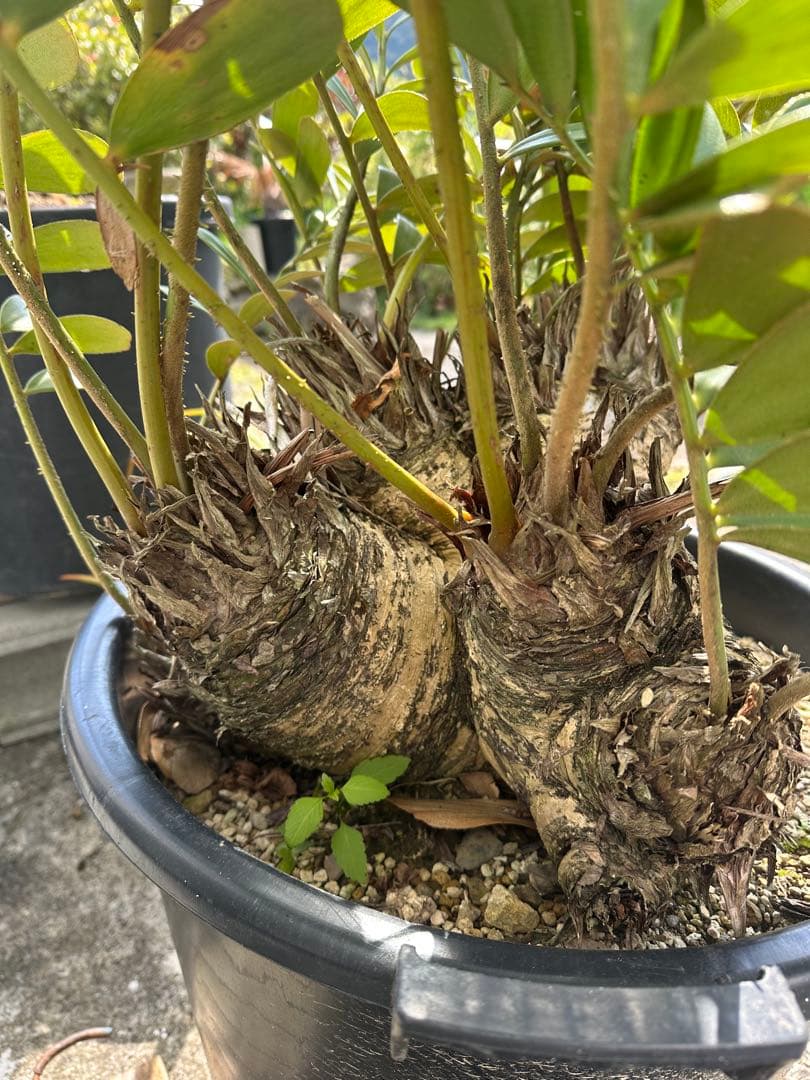 【貴重】Zamia pumila ザミアプミラ メキシコソテツ