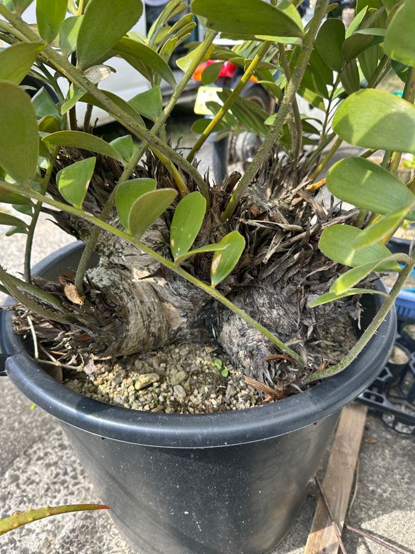 【貴重】Zamia pumila ザミアプミラ メキシコソテツ