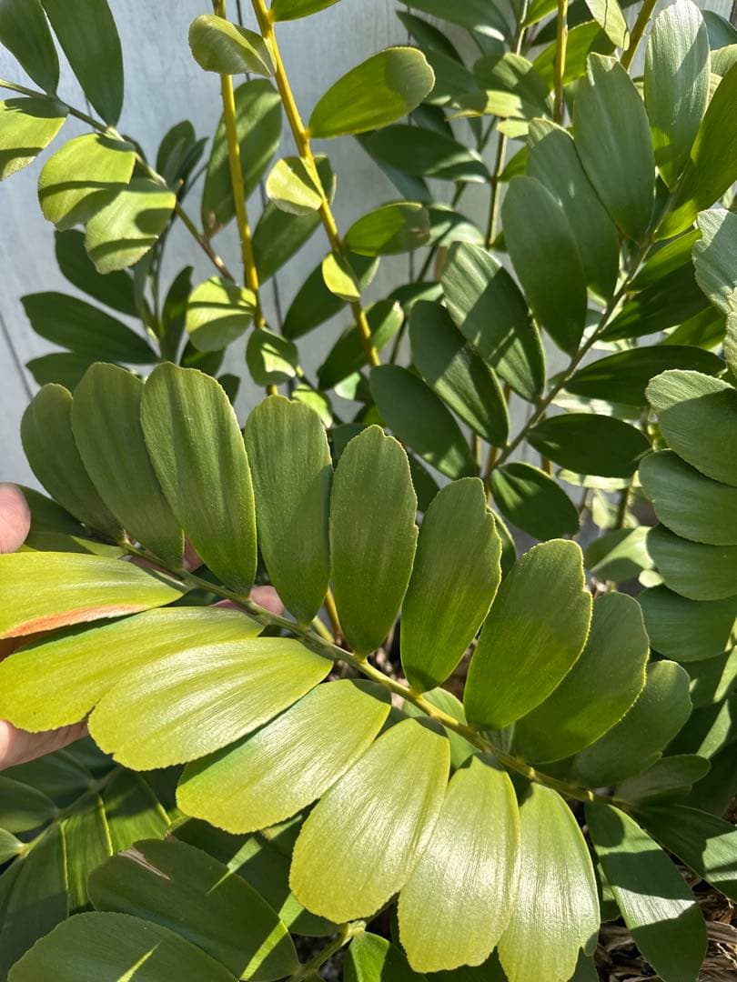 【貴重】Zamia pumila ザミアプミラ メキシコソテツ