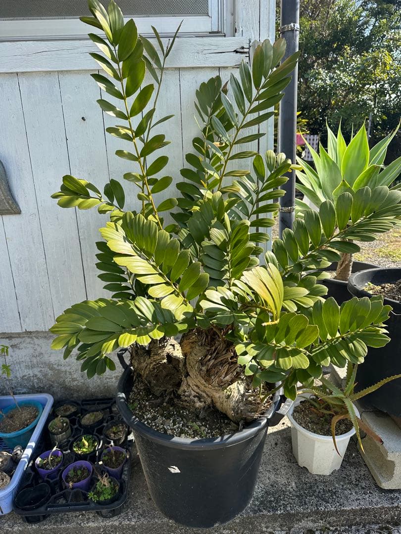 【貴重】Zamia pumila ザミアプミラ メキシコソテツ