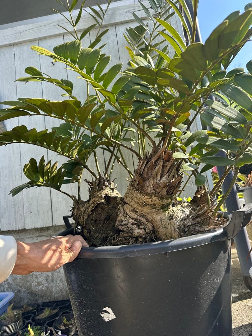 【貴重】Zamia pumila ザミアプミラ メキシコソテツ