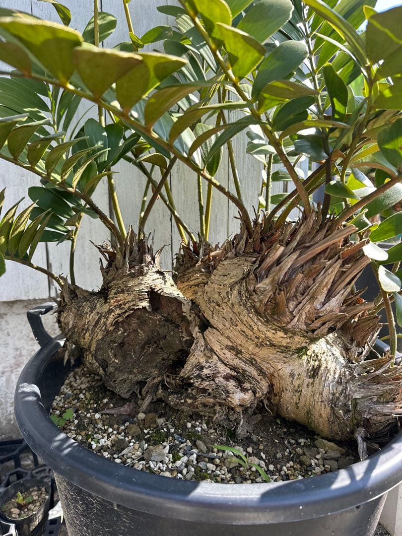 【貴重】Zamia pumila ザミアプミラ メキシコソテツ