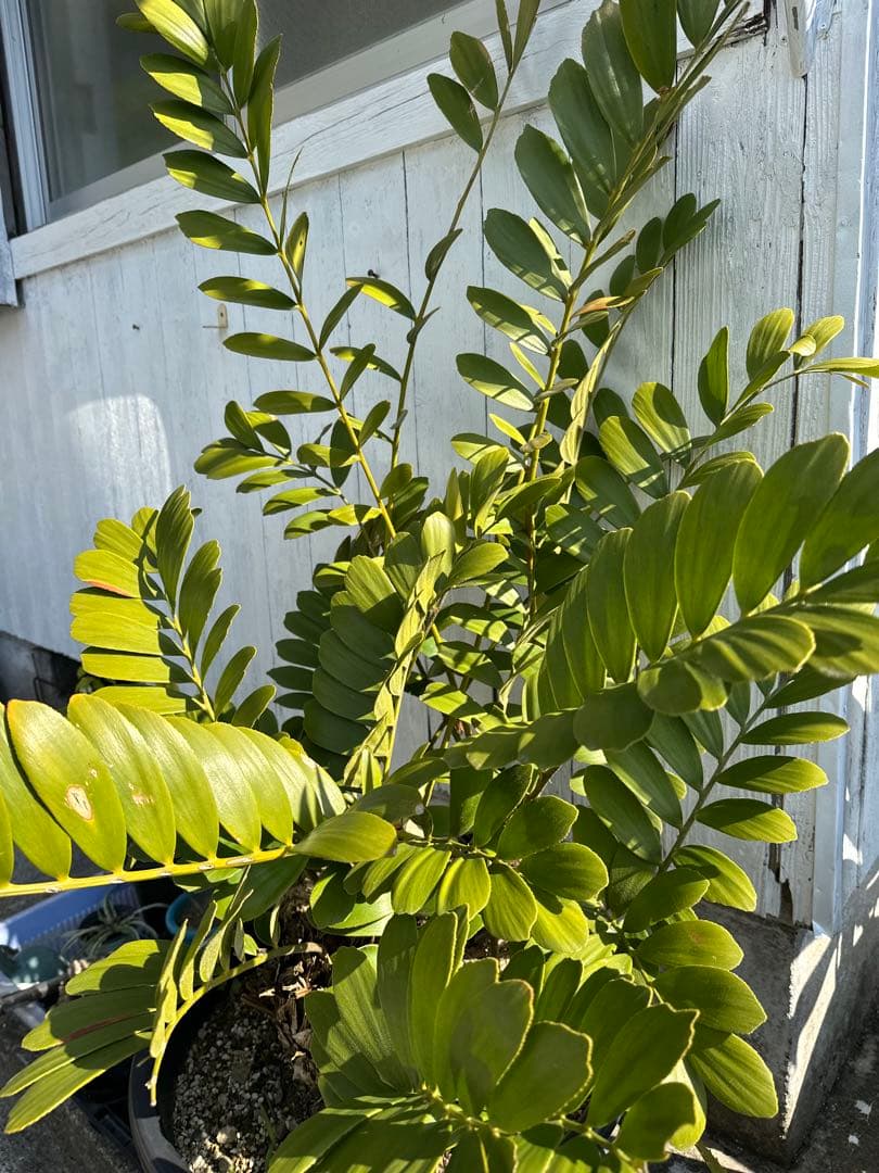 【貴重】Zamia pumila ザミアプミラ メキシコソテツ