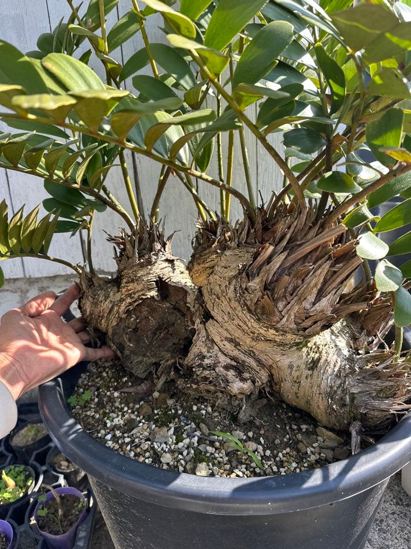 【貴重】Zamia pumila ザミアプミラ メキシコソテツ