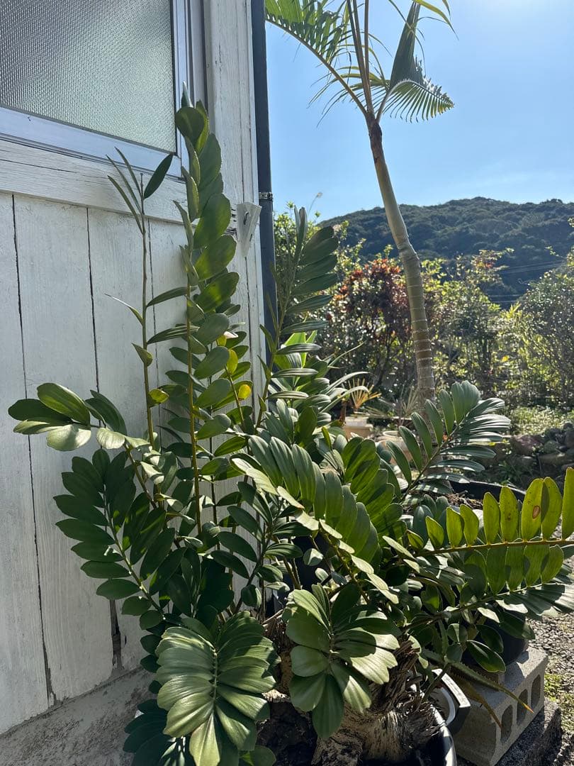 【貴重】Zamia pumila ザミアプミラ メキシコソテツ