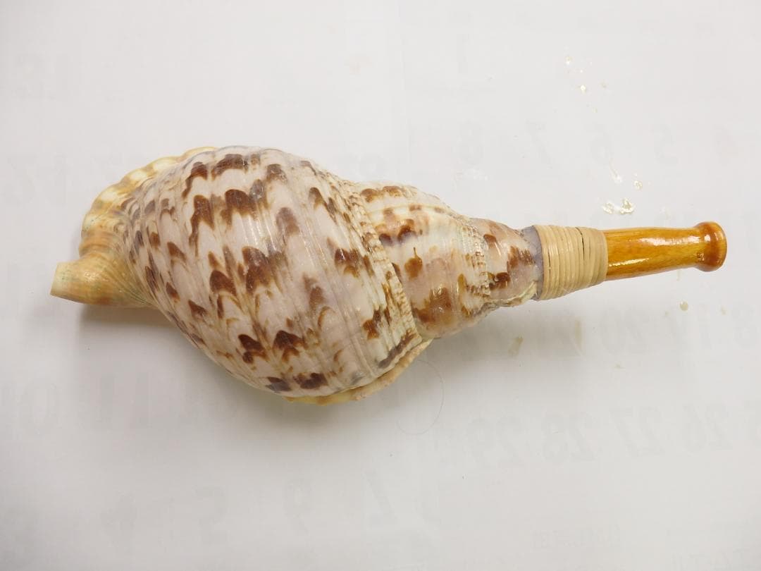 法螺貝 約37㎝ 木製歌口,新品 MH-459