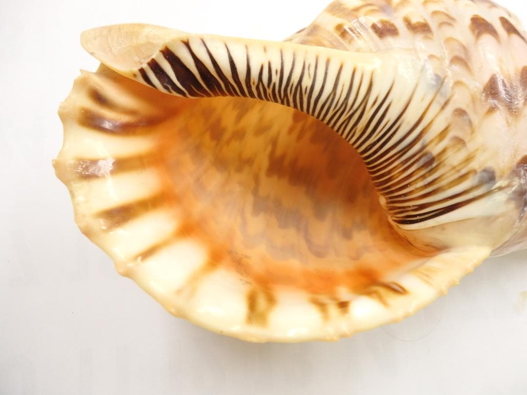 法螺貝 約37㎝ 木製歌口,新品 MH-459