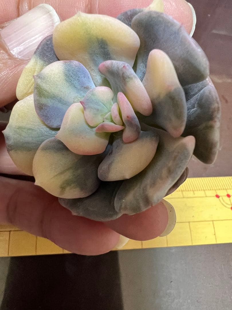 キュービックフロスティー錦