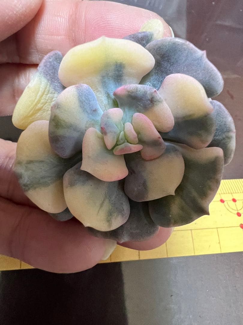 キュービックフロスティー錦