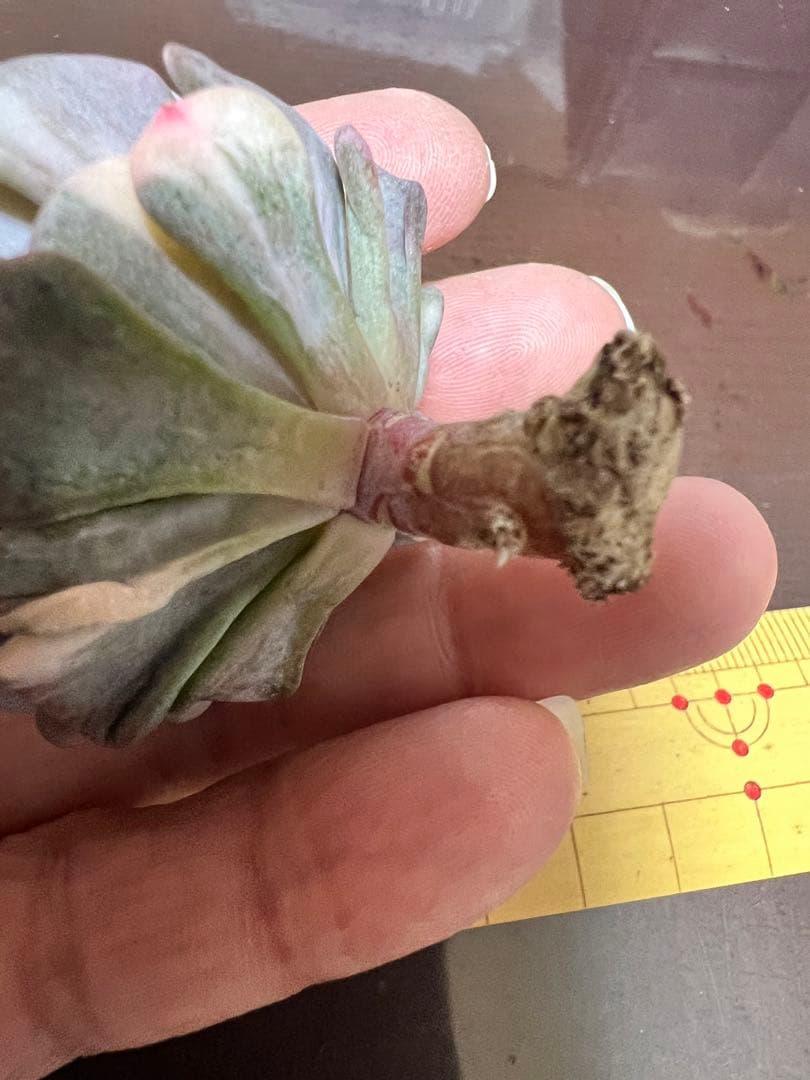 キュービックフロスティー錦