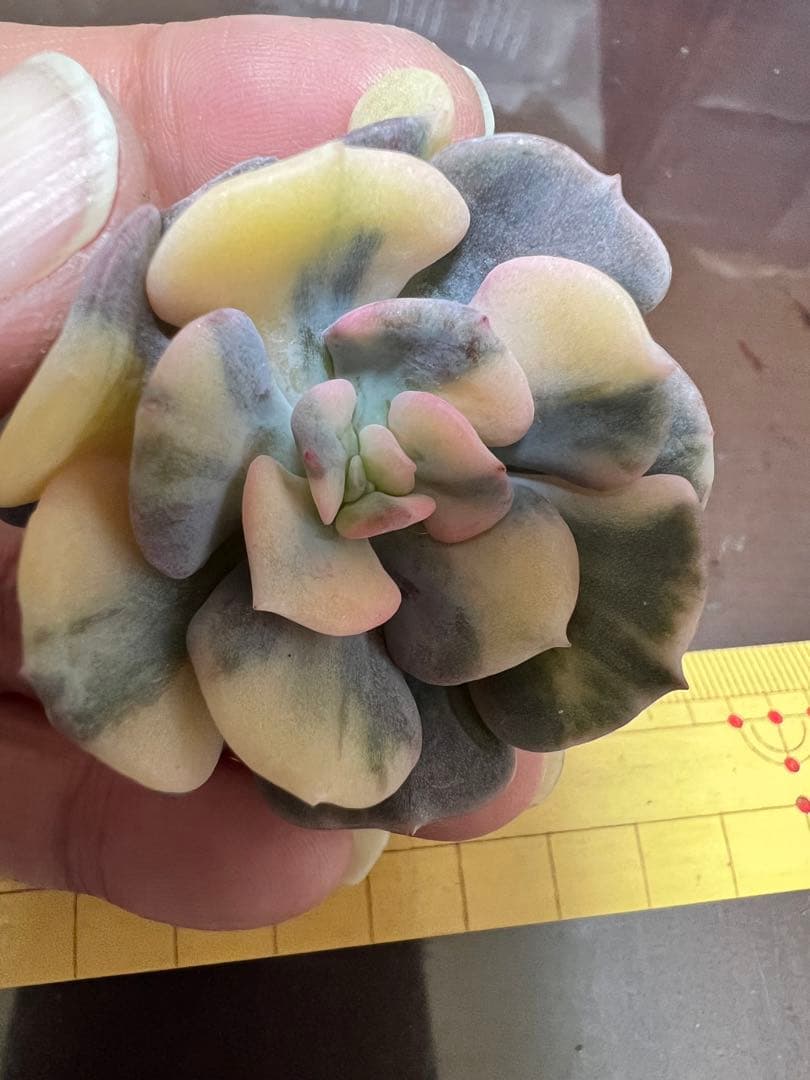 キュービックフロスティー錦