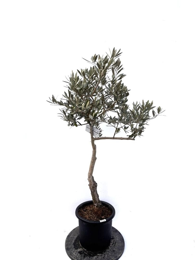 オリーブの木 古木 ピクアル 8号 約120cm K-351 人気品種 現品掲載