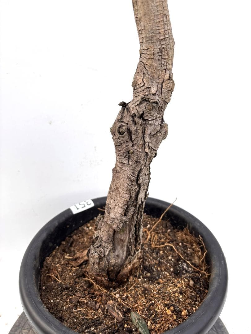 オリーブの木 古木 ピクアル 8号 約120cm K-351 人気品種 現品掲載