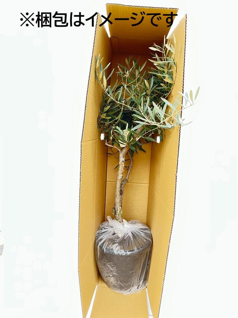 オリーブの木 古木 ピクアル 8号 約120cm K-351 人気品種 現品掲載